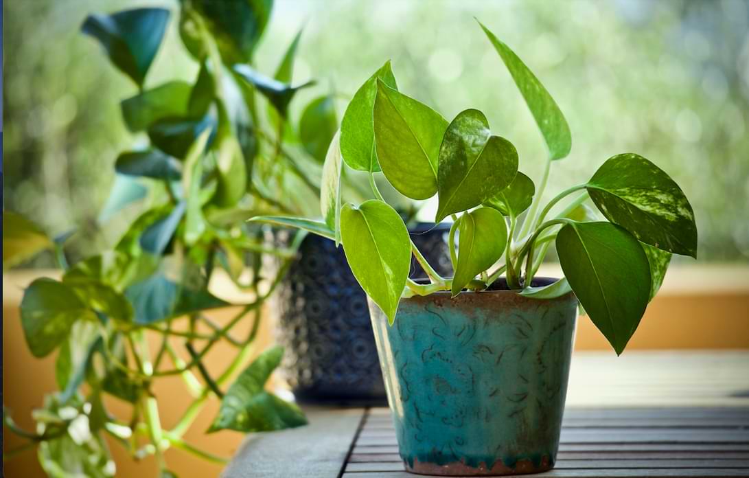 Yellow Pothos Leaves