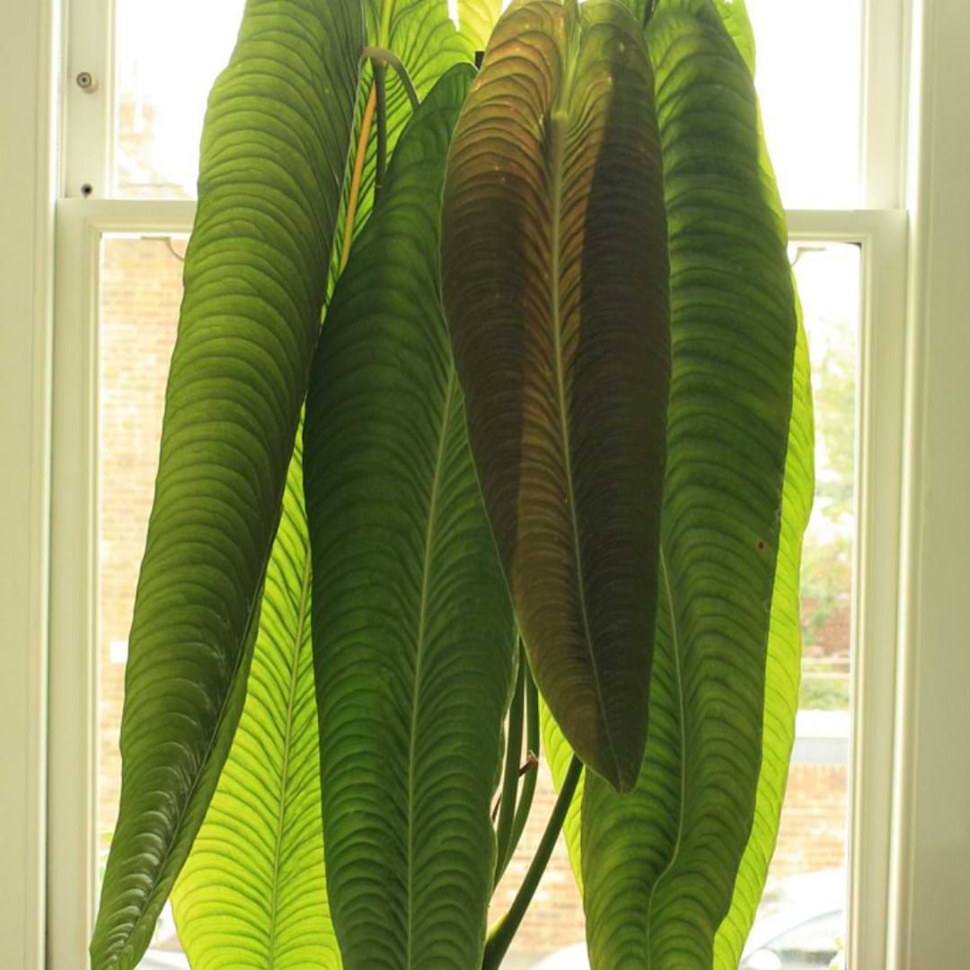 Anthurium veitchii is very visually impressive—especially when it’s mature—Anthurium veitchii plant care actually isn’t that difficult.