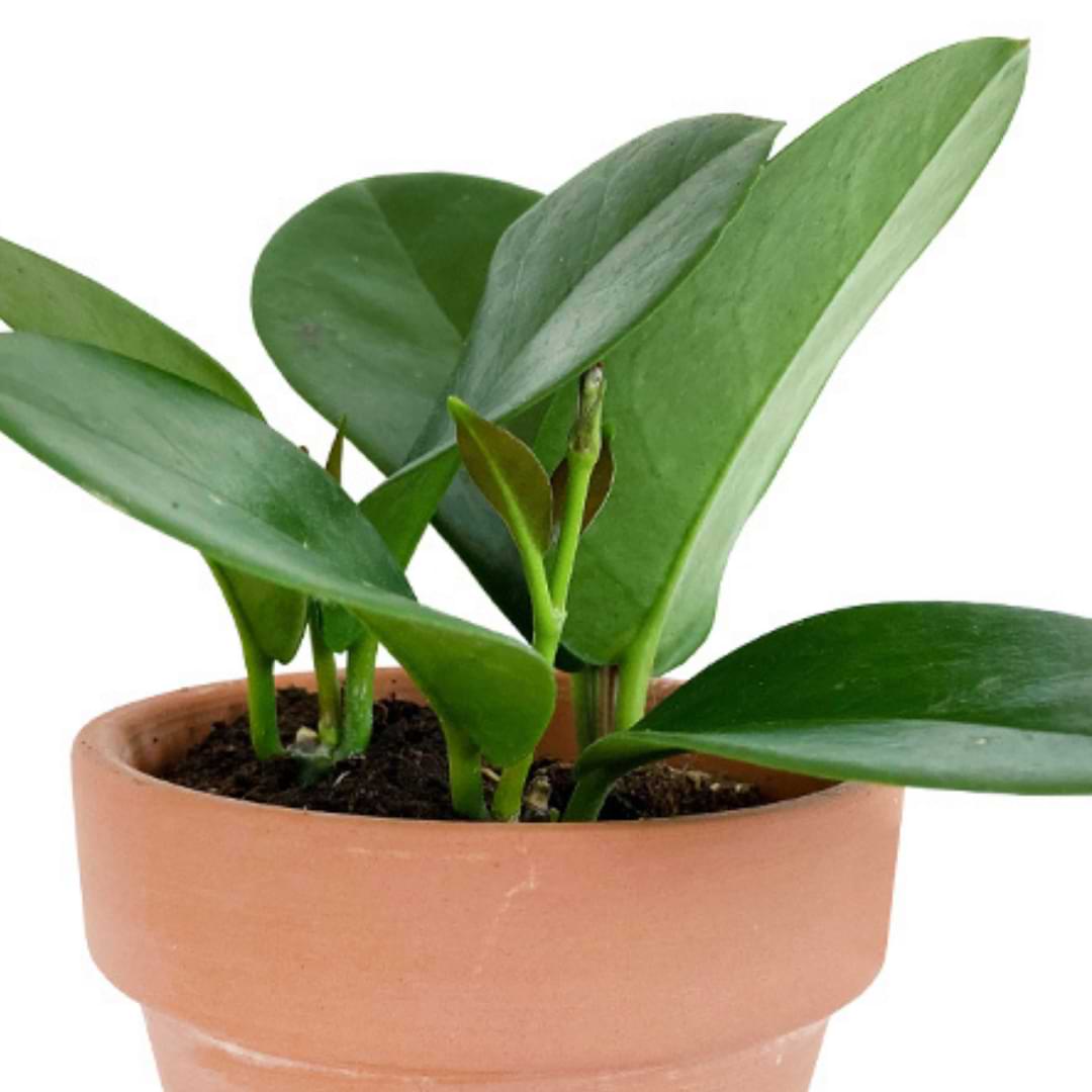 Hoya australis is a variety of hoya plant native to Australia and parts of East Asia. This plant is also known as the honey plant, porcelain flower, and wax vine. Overall, Hoya australis plant care is pretty simple, but getting your plant to flower can take a little more work than simply keeping the plant alive and growing. This member of the Apocynaceae family is known for being long-lived, and also for its waxy, chocolate-scented flowers. The leaves are glossy and oval-shaped with a slightly waxy texture. New leaves start with a snazzy red tint that fades to green as the plant matures. There are over 200 species of hoya in all! This climbing, epiphytic vine typically grows on other trees or even rocks in tropical rainforests, and can reach up to 30 feet tall in the wild. Indoors, vines will stay around 10 feet long. This quirky plant is beautiful and easy to care for. Here’s everything you need to know about helping your Hoya australis thrive. H2 How to Care for Hoya Australis H3 Soil and Potting Drainage is key for keeping this plant healthy, so be sure to choose a potting mix that is light and drains quickly. Cactus or indoor potting mix with extra perlite and orchid bark mixed in can do the trick. We also highly recommend our Premium Monstera Potting Soil because it drains beautifully while also retaining just enough moisture to keep these tropical epiphytes happy. It’s ready to go right out of the bag with no soil amendments whatsoever. It will also stay nice and aerated for a very long time, which gives the roots plenty of space and air pockets to stretch out and breathe! H3 Container While the roots like air pockets in the soil, they don’t need a lot of room in the pot. Choose a pot that’s just an inch or two larger in diameter than your hoya’s root ball. And make sure the container has drainage holes! Your hoya isn’t picky about pot materials, but if you tend to love your plants to death by watering too much, terra cotta might be a good choice because it has a moisture-wicking effect, which can help protect against overwatering. You can either give your hoya something to climb—like our favorite minimalist trellis set or a moss pole—or you can let the vines trail. This plant will be happy in a hanging pot or as a shelf or tabletop plant where its vines can trail outward or downward. H3 Light As a tropical rainforest plant, Hoya australis likes plenty of bright, indirect sunlight. For most locations, this means an east-facing window where your plant will get a little soft, direct morning light, and lots of bright but not direct light the rest of the day. Do not put your hoya in the harsh, direct afternoon or midday sun because it will scorch the leaves. If you must put your plant near a south- or west-facing window, make sure to filter the light with a sheer curtain, or move the plant back far enough that it still gets plenty of bright light—but no direct light! While Hoya australis can survive in lower light conditions, it won’t flower or grow very quickly if its conditions are too dim. A north-facing window may not provide enough light for this plant to thrive. However, if you aren’t able to provide enough natural light, your plant will do well with a grow light. Try these full-spectrum grow bulbs that you can screw right into ordinary light fixtures! Give your plant 8 hours of this light per day. H3 Temperature This rainforest plant loves warm, tropical temperatures! Keep temperatures between 65-85 degrees Fahrenheit, and don’t let them drop below 60 degrees. Your plant may appreciate a cooler period when it’s getting ready to flower, but we’ll cover that later. Watch out for drafts that can freeze your leaves, and heaters or fireplaces that can scorch them. H3 Humidity Remember, this is a rainforest plant. Rainforests are humid places, so your Hoya australis will be healthiest with humidity levels above 40% (with 60% being its happy place). If you live in a tropical or semi-tropical area and don’t use a lot of indoor climate control, you might be good to go. But if you live in a more arid environment and/or run the heat or air conditioning frequently, you might have a hard time maintaining these humidity levels. Luckily, there are plenty of tricks for raising the humidity levels right around your plant. If you have a bright, steamy bathroom, your hoya might be very happy in there! You can also group your plant with other houseplants; as these plants respire, they’ll raise the local humidity slightly, and they’ll all benefit. You can also set up a humidifier near your Hoya australis to give it a little humidity boost. Humidity trays are a popular solution to provide plants with more humidity, but this might not work for a trailing hoya, especially a large one. You could set up dishes of water near your plant, which will create a little extra humidity as the water evaporates. You could also combine some of these tricks for the best results! H3 Watering One thing you definitely DON’T want to do is overwater your Hoya australis. These plants are pretty tough, but they can develop health problems quickly if they sit in soggy soil for too long. That being said, it’s important to keep an eye on the moisture levels of your Hoya’s potting mix so you’ll know when to water. As a general rule, you should water when the top 2-3 inches of soil feel dry to the touch, or when a moisture meter reads 3-4. If your plant is going through a dormant period, you could even let it dry out a little more. (We really like this moisture meter because it measures soil pH as well as light levels!) The leaves can also tell you if the plant is thirsty because they’ll get a little wrinkled and even fold up if they’re dehydrated. As long as you catch this quickly, they’ll be as good as new once they rehydrate and turgor pressure is restored. We recommend letting your plant tell you when it’s thirsty rather than watering on a schedule because your Hoya’s watering needs can vary greatly depending on the time of year and other factors in its environment, including light levels, the humidity, and whether it’s actively growing or not. When your plant is ready to be watered, add water to the top of the soil until it starts to drain out the bottom of the pot. Let it drain completely in a sink or bathtub, or make sure to empty the drainage tray right away. Hoya australis might also respond well to bottom watering, but take care not to get the leaves or vines wet. Another thing to remember about watering Hoya australis is that this plant can be sensitive to the minerals and chemicals in tap water, so it’s a good idea to use rainwater or distilled water. You can also simply leave tap water out overnight to give those chemicals a chance to evaporate a bit before watering your plant. H3 Fertilizing Fertilize your Hoya australis regularly during the growing season (spring and summer) with a gentle, balanced liquid fertilizer that’s properly diluted. If you’re trying to get your hoya to bloom, you might want to use a fertilizer that’s a little richer in phosphorus to support flower production. We recommend Indoor Plant Food for regular fertilization because it’s gentle enough to use with every watering without burning your hoya’s roots or causing nutrient excess or deficiency. That way, you won’t have to remember a fertilization schedule! You can stop fertilizing completely during the winter when your hoya isn’t likely to be actively growing. Simply hold off during the colder months and resume fertilizing in the spring. H3 Flowers One of the best parts about Hoya australis is its beautiful flowers! And as far as flowering plants go, this one blooms pretty readily indoors. Once the plant is mature (this takes about 5-7 years), Hoya australis blooms in gorgeous clusters that are several inches wide and contain many tiny white flowers that can have red or pink centers. These flowers usually show up in the late summer or early fall, but Hoya australis can also occasionally bloom in the spring. Their lovely fragrance is often compared to chocolate! If you want your Hoya australis to produce flowers, it’s imperative to provide enough bright, indirect sunlight. Also, make sure to avoid moving your plant if you’re trying to get it to bloom, or when it’s already flowering. It also helps to reduce the temperatures to the low 60s during the night to encourage blooming. H3 Repotting Hoya australis’s roots don’t get crazy, so you’ll only need to repot every 2 years or so, or when your plant gets root-bound. When you do repot, get a pot that’s just an inch or two larger than the old one. Hoya can be sensitive to environmental changes like repotting. When you do need to repot, carefully tip the pot on its side and gently pry the roots out with a trowel or butter knife. Do NOT pull on the vines to uproot the plant. It can also help to water the plant the day before repotting so the roots are softer and easier to unpot. Don’t fertilize your Hoya for a month or two after repotting because the roots will be extra sensitive and prone to chemical burn. H3 Pruning Hoya australis doesn’t enjoy being pruned, and pruning doesn’t generally stimulate new growth. You shouldn’t need to prune in order to control its size because you can simply wrap the vines around the pot or support if they get a little long. If you notice dead or dying leaves or vines, though, you can trim those away without a problem. H2 Propagation Hoya australis propagates well with cuttings rooted in either water or soil. But it’s crucial to start with a good, viable cutting! Take a cutting from a young, healthy section of vine that isn’t flowering. You’ll want to include several leaves and two or more nodes. It’s also best to do this in the spring or summer when your hoya is most likely to be actively growing. Take advantage of those growth hormones! Next, you’ll want to set up your cutting in its home for the next few months. H3 Propagating in Soil To propagate your Hoya australis cutting in soil, you’ll need to make a special, sterile potting mix from 3 parts perlite and 1 part coco coir or peat moss. Then dip the cut end of the cutting in rooting hormone or use a little Propagation Promoter when you water to give your cutting a boost while protecting it from infection. Cover the top of the container with plastic wrap or a bag to keep the humidity in. Make sure to air it out once a day. Placing the container on a heat mat can also encourage your cutting to take root! H3 Propagating in Water To propagate your cutting in water, fill a clear glass container with rainwater, distilled water, or some other kind of dechlorinated water. Then dip the end of the cutting in rooting hormone or add a little Propagation Promoter to the water. Then place your cutting in the container with the end submerged, but don’t let the leaves touch the water. Put it in a bright place and change out the water at least once a week, topping off in between as necessary. Within a month or two, you should have new baby roots! When those roots are at least an inch long, you can plant the cutting in soil and care for it like a grown-up hoya plant. H2 Size, Growth Rate, and Uses Hoya australis is a moderate to fast grower, and can reach up to 30 feet outdoors if allowed to climb straight up. Indoors, vine can reach 9 feet long, though it can take upwards of 5 years to grow this large. Uses for Hoya Australis While Hoya australis has been traditionally been used for decorative and adornment purposes in cultures where it naturally grows, it also has valuable medicinal properties. The leaves can be made into topical remedies to treat skin conditions such as rashes, swelling, bruising, and even burns. It can also be taken internally as an infusion to treat stomach problems and inflammation. H2 Common Problems With Hoya Australis Hoya australis is fairly hardy and not prone to many diseases, but it can be susceptible to household pests or develop root rot if overwatered. Here are some problematic signs to watch for and what to do if you see them. H3 Pests Pests like aphids, fungus gnats, spider mites, thrips, mealybugs, and scale can invade your Hoya australis. It’s a good idea to inspect your plant weekly and act as soon as you notice signs of an infestation, such as tiny red or brown dots, webbing, sticky clear residue (this is called honeydew), and, of course, actual insects. You might notice some of those tiny dots moving or see hard brown bumps on the leaves or stems (this is scale). Try these tips for getting rid of various pests: Thrips: These insects lay eggs in plant leaves, and then larvae feed on the leaves’ juices when they hatch. Use a lint roller on the leaves to remove as many insects as possible, and then spray the plant off with a kitchen sprayer. Tip the pot on its side to avoid washing more insects into the soil. Then spray your plant down with diluted neem oil. If that doesn’t work within a few days, use an insecticidal soap as well. You may need to do this a few times to combat several generations of thrips as the eggs hatch. If any leaves are severely affected, it’s best to simply remove them. Spider mites and aphids: Rinse the leaves with a sprayer and use diluted neem oil to treat the leaves. Insecticidal soap can also help if you need to bring in the big guns. Introducing natural predators like ladybugs can also help, as long as you don’t mind having some friendly bugs around your home! Mealybugs and scale: Pick as many of the scale off the plant as you can. You can also dip a cotton swab in rubbing alcohol and touch them to the scale to get them to release their hold. Neem oil or Leaf Armor Spray and insecticidal soap can help kill off stragglers and prevent further issues. Fungus gnats: These lay their eggs in the top layer of soil, so use a spoon to scoop off the top few inches and replace with fresh soil. You can also sprinkle a little cinnamon on the surface to prevent them from returning. H3 Root Rot Hoya australis doesn’t appreciate being overwatered and can quickly develop root rot if it sits in soaked soil for too long. If you notice dark-brown spots on the leaves, especially if they’re accompanied by yellowing and/or mushy stems, you might have a root rot issue. Repot your hoya into a clean pot with fresh, fast-draining soil. Make sure to get as much of the old soil out of the root ball as possible, and prune any mushy, dark, or stinky roots you notice. Then put your plant back where it was, unless you determine that it needs more light. (Insufficient light can cause your plant to use water less efficiently, which can lead to root rot!) Let the soil dry out a little more between waterings, and use our Root Supplement when you do water to help the roots recover and protect them from further infection. H3 Yellow Leaves This can also be a sign of overwatering, but it may not indicate root rot just yet. If you don’t notice a bad smell coming from the soil and don’t see brown spots or squishy stems, just make sure your hoya is getting enough light and try letting your plant dry out a little more between waterings. Make sure to check the moisture level of your soil to determine whether your plant actually needs to be watered rather than watering on a schedule. Your hoya’s watering needs can vary depending on the season, temperature, humidity levels, and whether or not your plant is actively growing. H2 Varieties of Hoya Australis Hoya australis comes in several different varieties, each with its own distinctive coloring and leaf patterns. Hoya Grande The leaves of this subspecies are a bit larger than those of other Hoya australis varieties. They’re also a beautiful dark-green color. The flowers are similar to those of other Hoya australis subspecies’, but with slightly wavy petals. Hoya Kapaho This beautiful variety is prized for its fun, rounded leaves that start out small and thin and get larger and more rounded as they grow. Hoya Oramicola This variety grows beautiful flowers and has longer, narrower leaves than most other cultivars. It’s also slightly more drought-resistant than other Hoya australis varieties. Hoya Albomarginata This lovely cultivar boasts striking lime-green and dark-green variegation, sometimes growing leaves that are perfectly half and half! Hoya Lisa Also called Hoya australis tenuipes, this cultivar is known for its gorgeous variegation, with leaves with large patches of cream. These leaves may start off pink or red and turn white and green as they mature. H2 Hoya Australis FAQ FAQ: Is Hoya australis toxic to pets? Hoya australis is an excellent choice for pet owners because it’s non-toxic to humans and most domestic animals, as long as it’s not consumed in large quantities. FAQ: How do I get my Hoya australis to bloom? If your mature (5-7 years old) Hoya australis isn’t blooming during the late summer or early fall when it typically produces flowers, here are a few things you can try: Give your plant a dormant period by lowering temperatures to 10 degrees below what it’s used to for a month or so (but don’t let temps drop below 60 degrees Fahrenheit for long). Try switching to a phosphorus-rich fertilizer to support flower production. Make sure your hoya is getting at least 8 hours of bright, indirect light per day. Make sure humidity around your plant is at least 40%. You can do this with a humidity meter. Avoid moving your hoya around blooming season. If you recently relocated it, you may not get flowers this season. Make sure you aren’t overwatering. Let the top layer of soil dry out between waterings, but give the soil a good soaking when you do water. FAQ: Why do the vines on my Hoya australis not have leaves? Sometimes your Hoya australis will put out vines that don’t have any leaves on them. Why is this? This could mean the plant is reaching for sunlight or something to climb. If your plant isn’t in the best lighting conditions, you might want to move it to a brighter spot. You could also give the plant a trellis or moss pole to climb. You can also do nothing. Because this isn’t necessarily a sign of health problems, you could ignore it. The bare vine may sprout leaves once it finds what its looking for, or just randomly. You can also trim this vine off if it bothers you. H2 Final Thoughts on Hoya Australis Overall, Hoya australis is an attractive and easygoing plant. Getting it to flower can be tricky if you don’t have the right conditions, but compared to other flowering plants, Hoya australis will flower pretty readily indoors. This is a great intro to flowering plants and a gorgeous plant even without flowers, thanks to its beautiful, waxy foliage. Try it as a hanging plant or a trailing tabletop or shelf plant. It will add a splash of color and fun shapes to any indoor space! For more help with your hoya and other houseplants, join our online community and more! Houseplants for Millennials Book Houseplants for Beginners Webinar Houseplant Resource Center Facebook Community