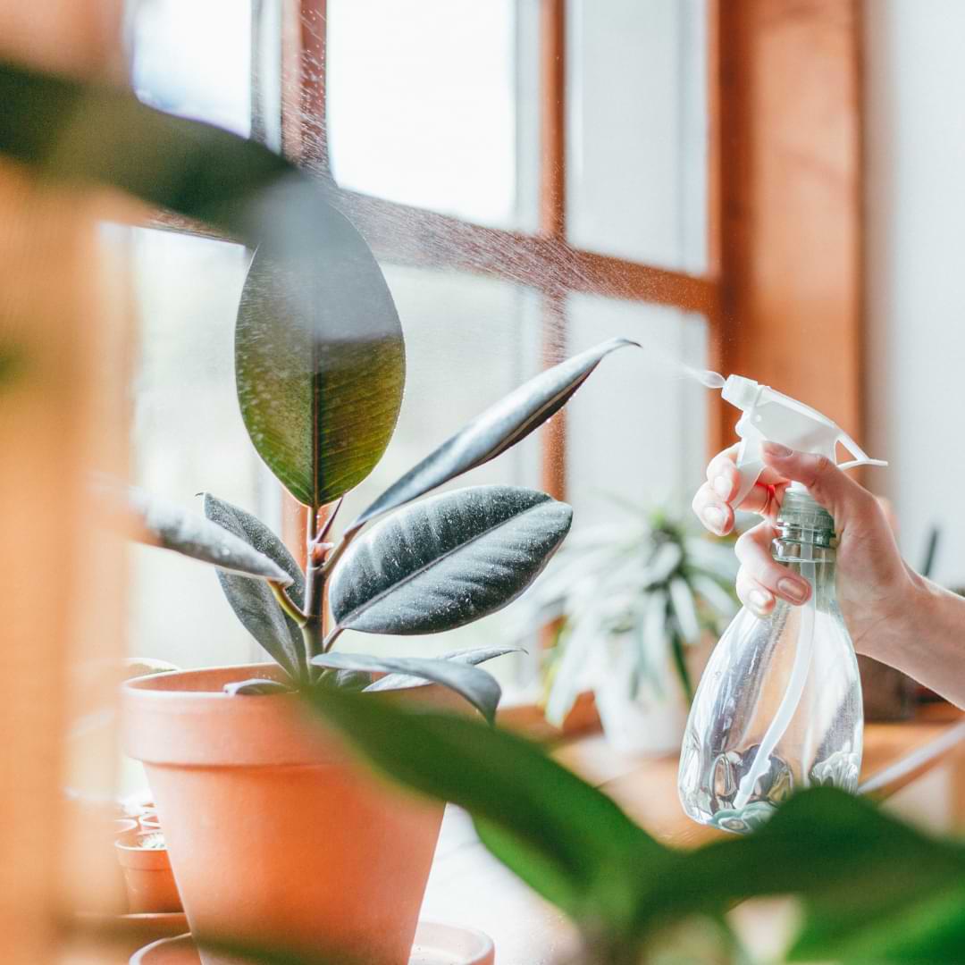 Learn the benefits of misting, how plants absorb water, and how to mist plants properly for maximum benefit with minimal risk.