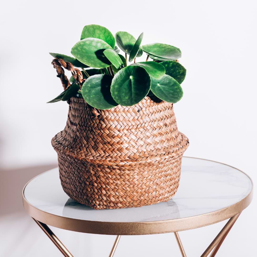 In this article, we’ll walk you through everything you need to know about propagating the Chinese money plant.