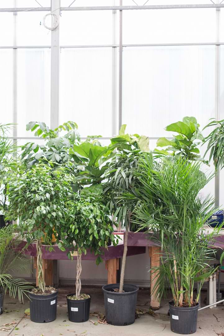 We’ve compiled a list of ways to identify your plant with accuracy. With these resources in hand, houseplant identification will be simple.