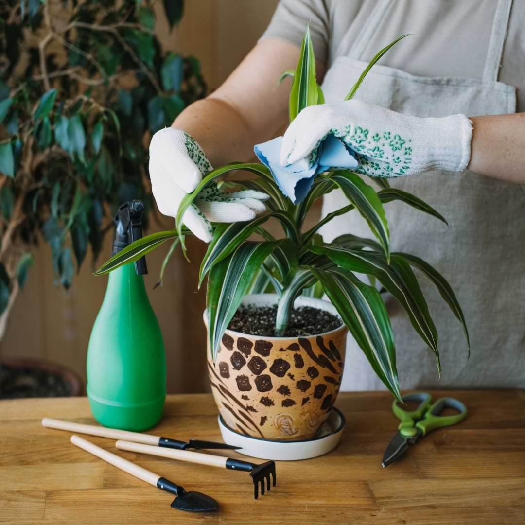 Dracaena Propagation