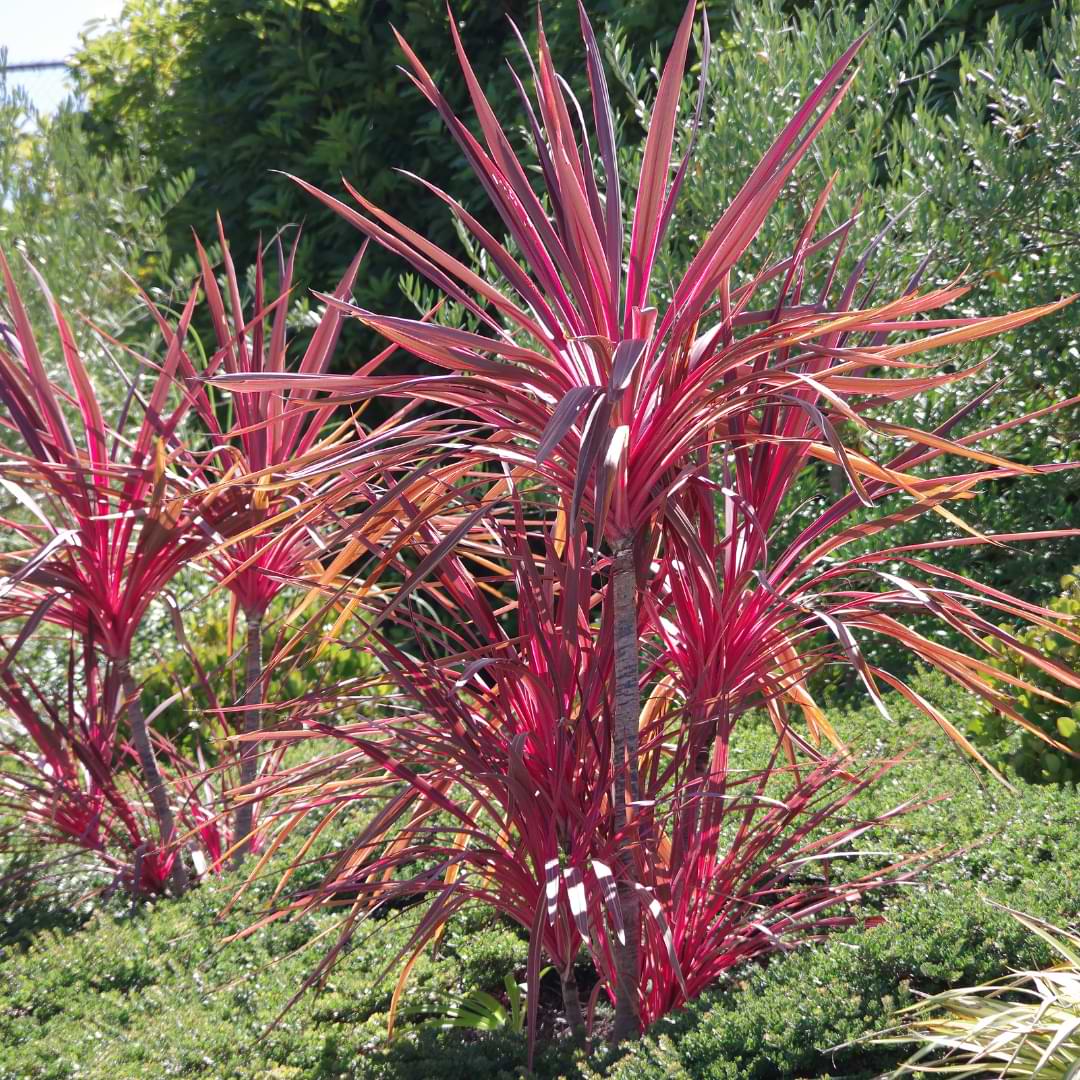 Types of Dracaena