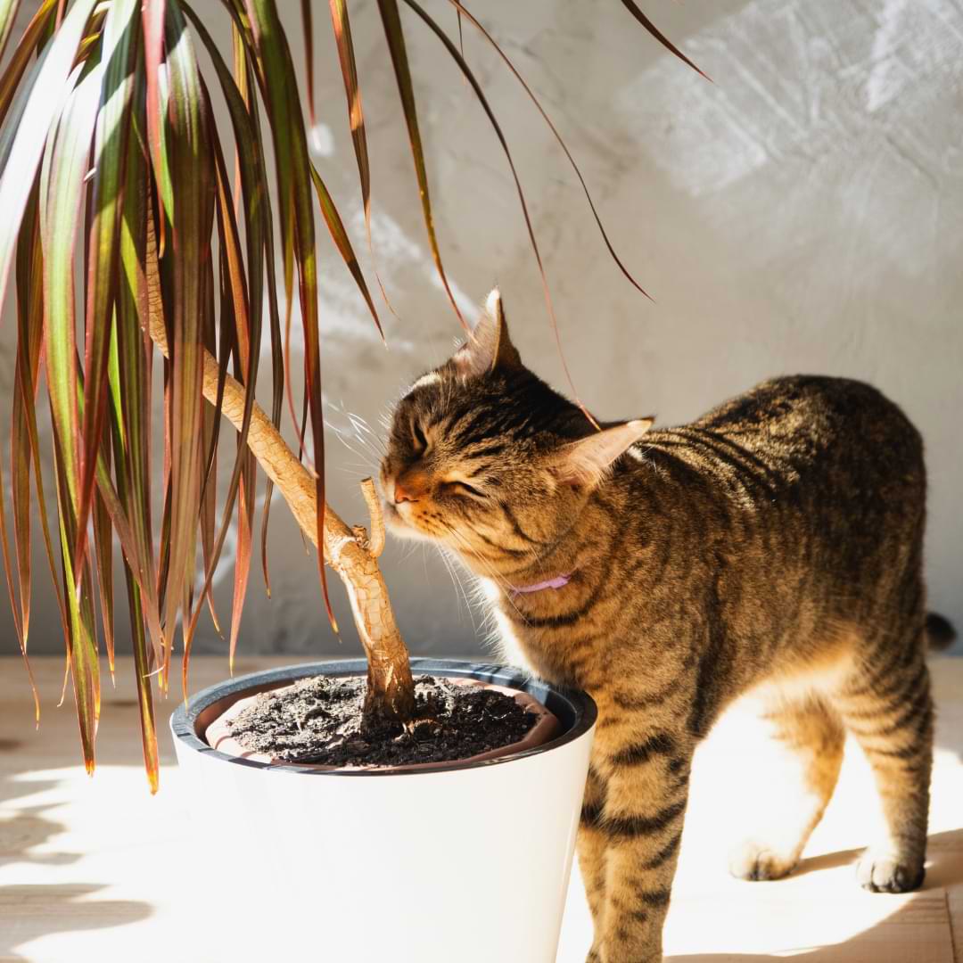 A cat sniffing the Dracaena Marginata. The cat is looking up at the branch and is curious about it.