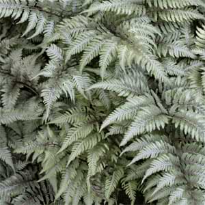 best ferns for your home