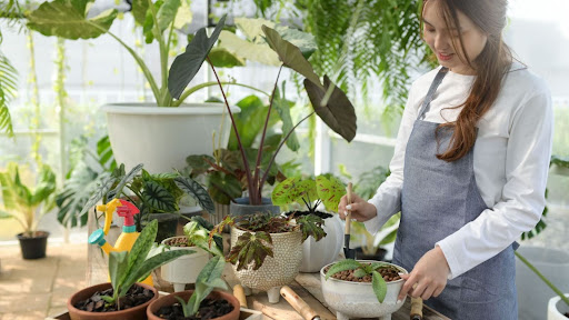 With a few simple adjustments, you can keep your plants happy and your home looking lively. Read about troubleshooting houseplant care tips.